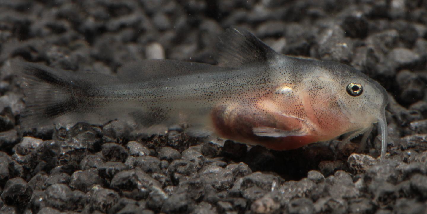 How Mouthbrooding Cichlid Fish Have Learned to Outwit Parasitic Cuckoo Catfish (6 of 8)