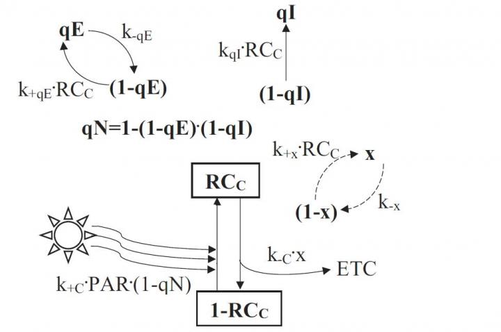 Schematic of a Mathematical Model of Non-Photochemical Chlorophyll Fluorescence Quenching in Plants