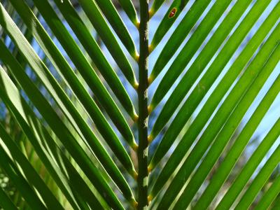 Today's Cycad Species Not as Ancient as Believed (3 of 3)