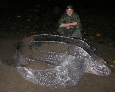 Female Leatherback Turtle on Nesting Beach