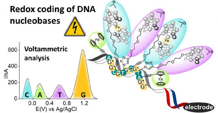 Redox coding of DNA nucleobases