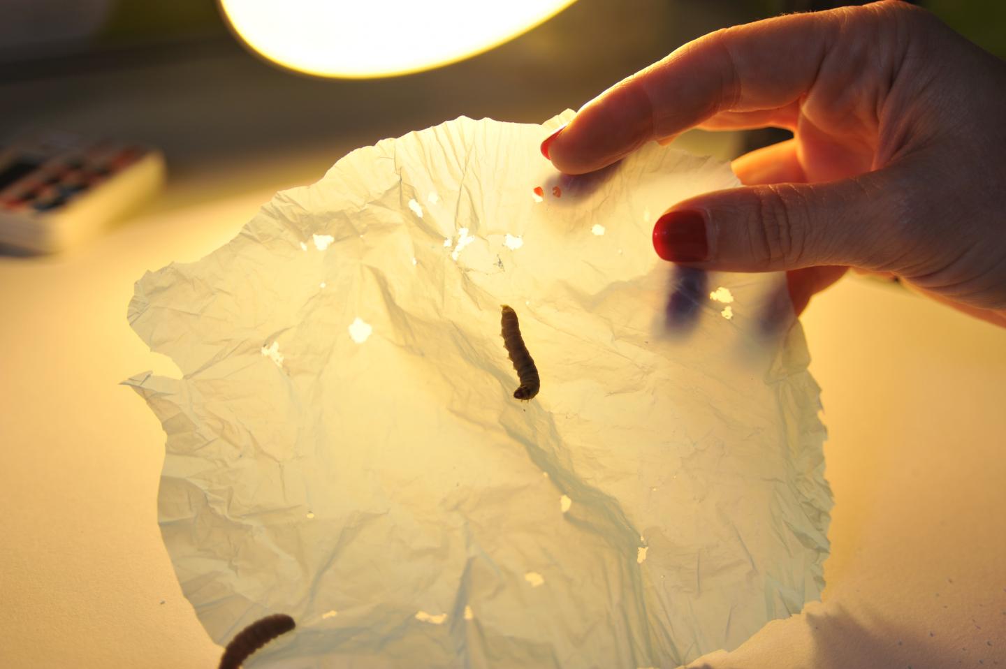 Worms that Eat Plastic