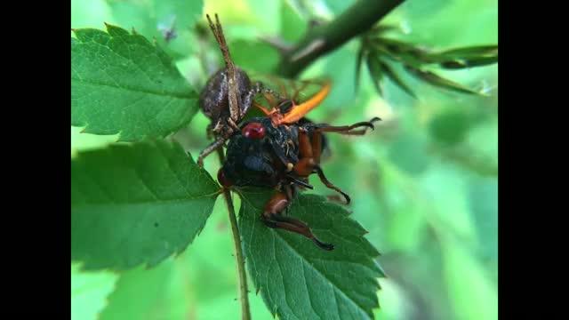 Return of the Zombie Cicadas