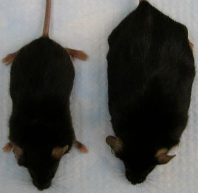 Mice Lacking L-Fabp Gene