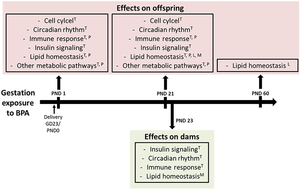 Summary of effects of bisphenol A exposure during Pregnancy on postpartum maternal rats and postnatal offspring