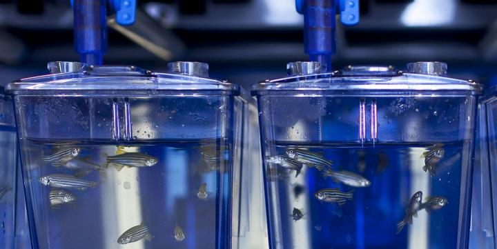 Transparent Zebrafish Larvae Help Reveal the Brain's Secrets