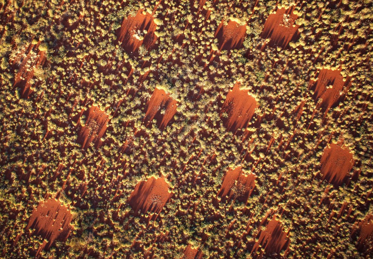 Drone Image of Australian Fairy Circles