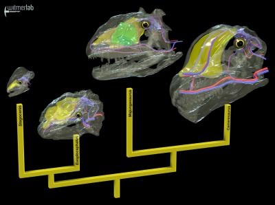 Dinosaurs Evolved Different Cooling Strategies