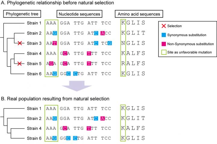 Figure: Scheme for Intraspecies Molecular Evolutionary Analysis
