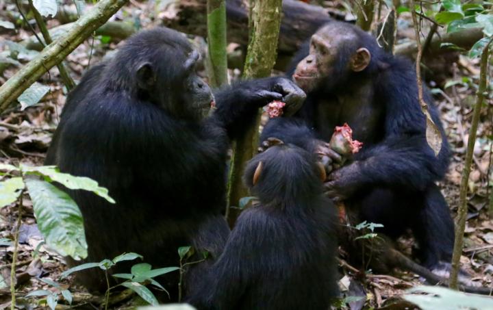 Chimpanzees Sharing Meat