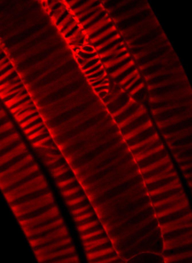 University of British Columbia Researchers Turn <i>Arabidopsis thaliana</i> Inside Out