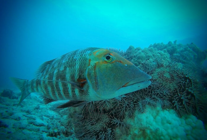 A red throat emperor with crown-of-thorns starfish