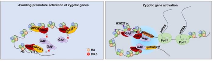 A model for dPCIF1 competitively binds to HIRA to antagonize the GAF–HIRA function