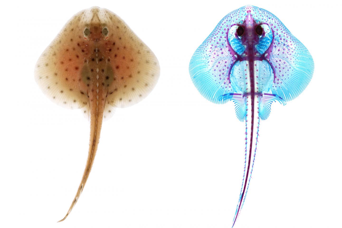 Skeletal preparation of little skate (Leucoraja erinacea)