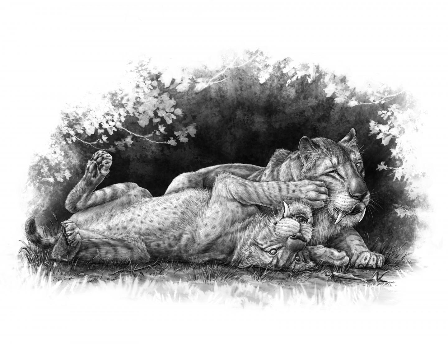 Illustration of Smilodon fatalis cubs playing together.