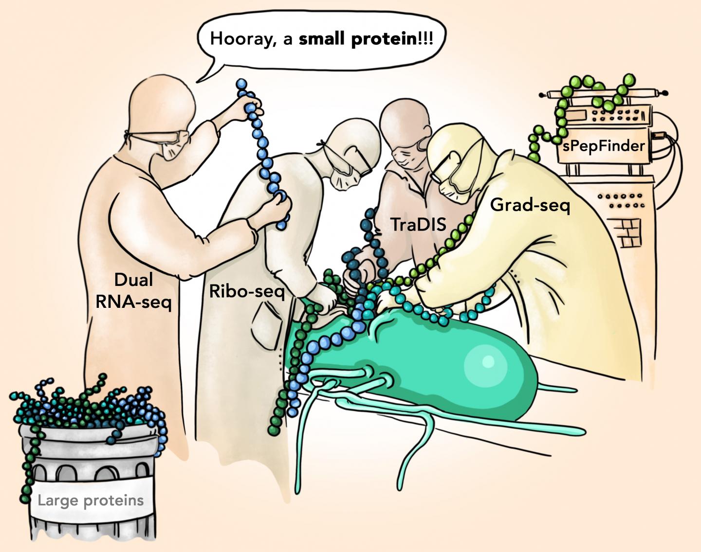 New Salmonella Proteins