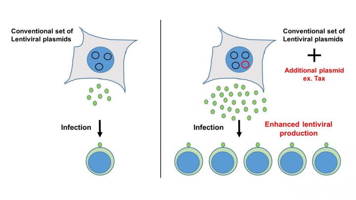 Transcriptional Activator