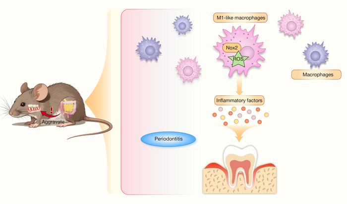 Dextran sulfate sodium-induced colitis exacerbates periodontitis via the NADPH oxidase 2/reactive oxygen species axis in M1-like macrophages