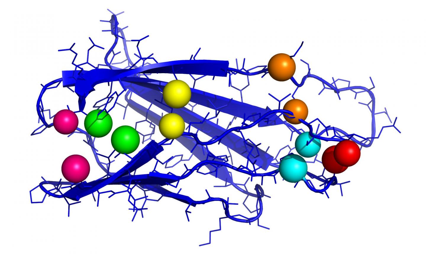 The Figure Shows An Important Part of the Protein with Contact Pairs (Spheres of the Same Color)