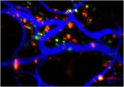 Cell Engineered with Homing Receptors