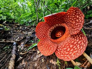 Rafflesia kemumu in the rainforest of Sumatra