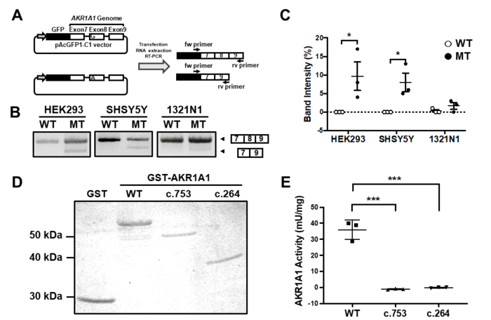 Figure 2: Exon skipping induced by the c.753G>A variant in AKR1A1