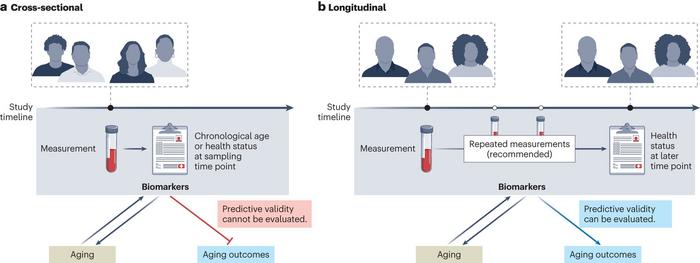 Cohort Study Desing in Biomarkers of Aging