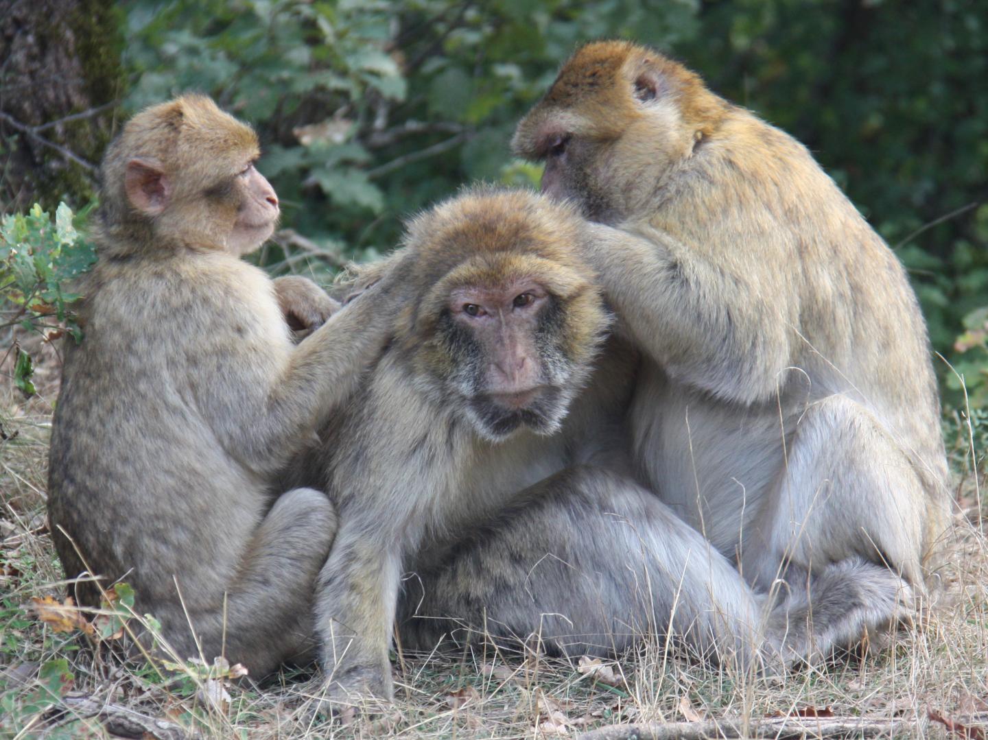 An Old Female Barbary Macaque Being Groomed