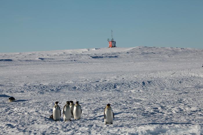 Emperor penguin colony