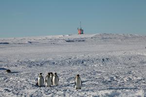 Emperor penguin colony