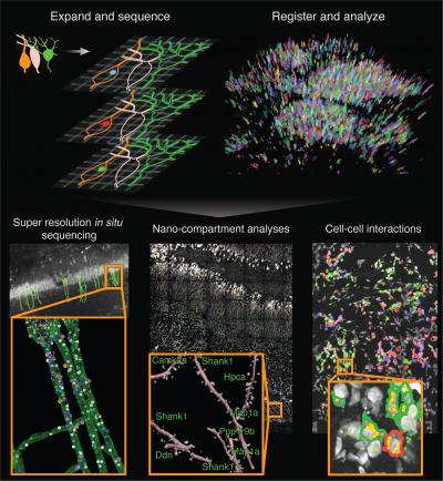 Researchers create a molecular 'Google map' of the brain