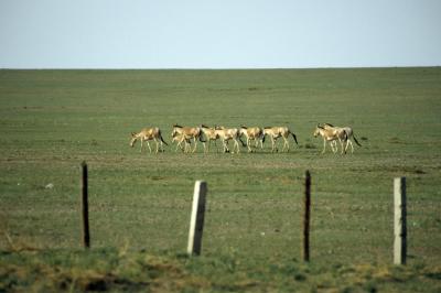 Migrating Mongolian Wild Ass