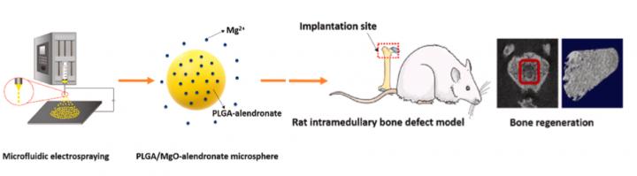 HOW THE MAGNESIUM LOADED MICROSPHERES GENERATE FAVORABLE OSTEOIMMUNE CONDITIONS AND SUPPORT BONE REGENERATION.