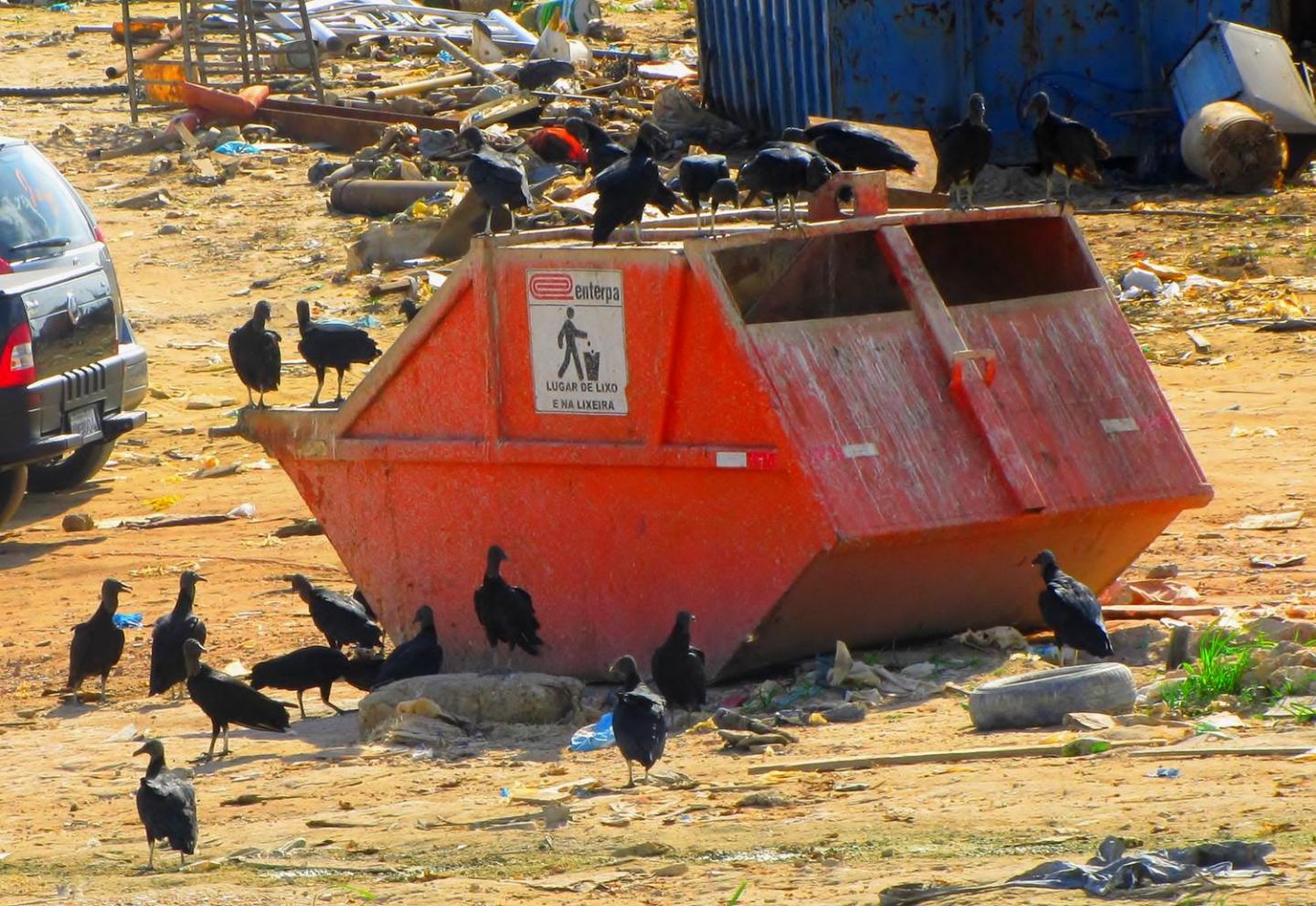 Black Vultures in Manaus