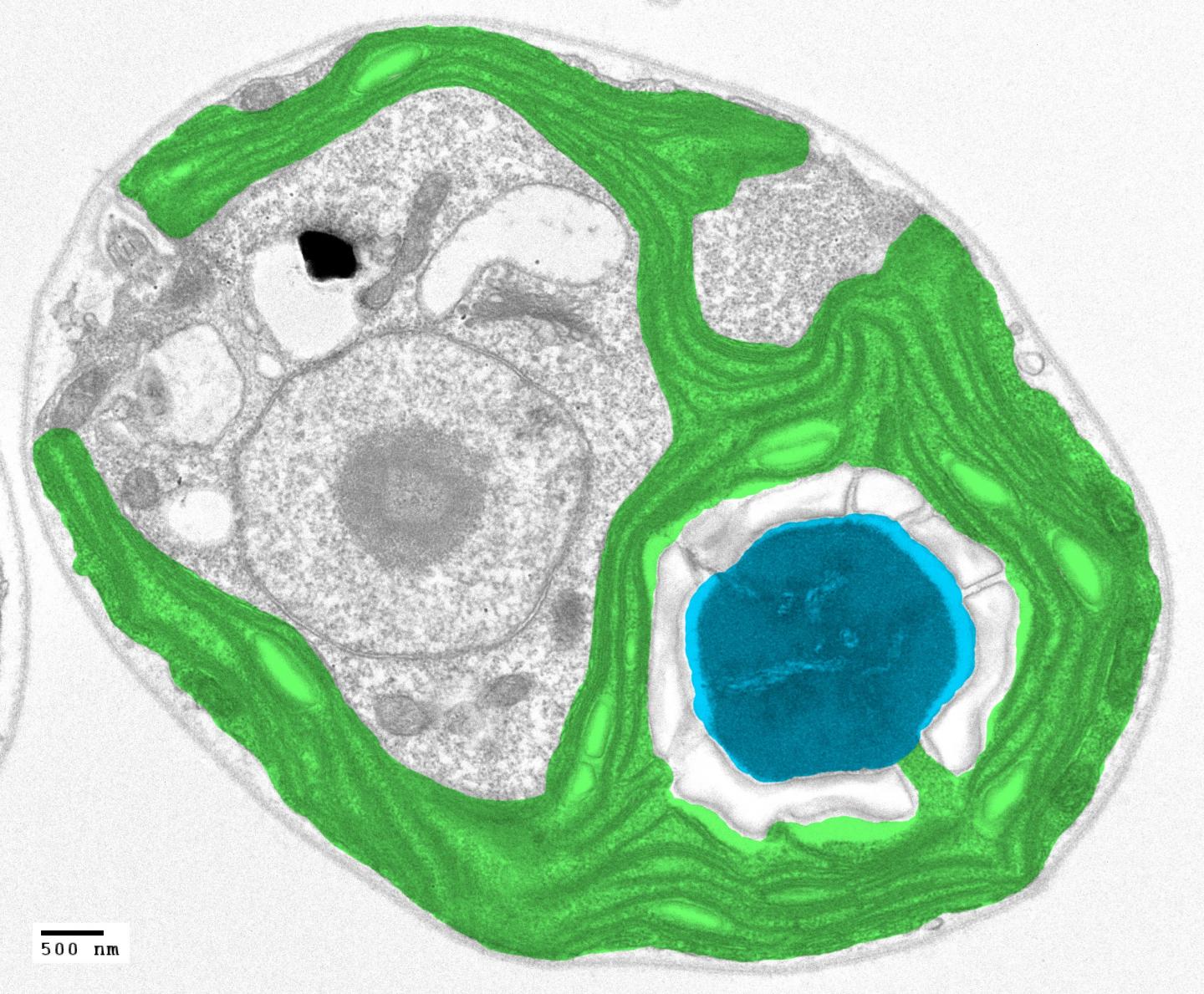 <I>Chlamydomonas pyrenoid</I>