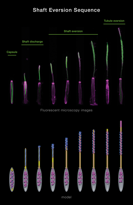 Phases of the Mechanism for the Stinging Organelle