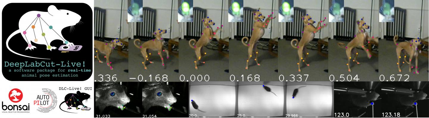 DeepLabCut-Live! is a new package for real-time animal pose estimation.