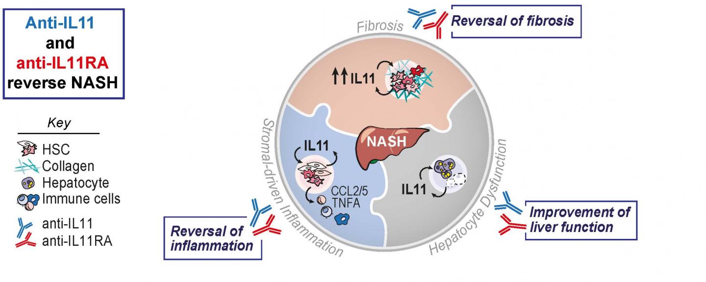 Anti-IL11 and anti-IL11RA Reverse NASH