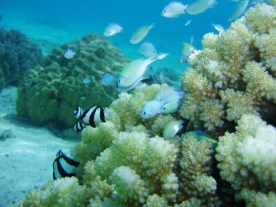 Coral and Fish in French Polynesia