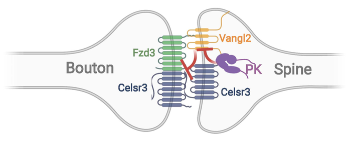 PCP proteins regulate synapse numbers
