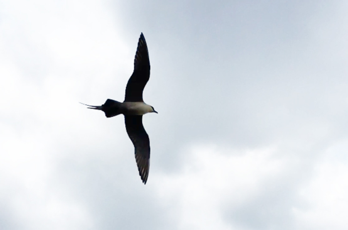 Long-tailed jaeger