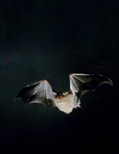 Flying Bats Take Cue From Bugs (2 of 4)