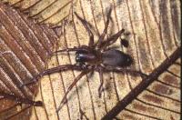 New Spider: <i>Draconarius pseudospiralis</i>