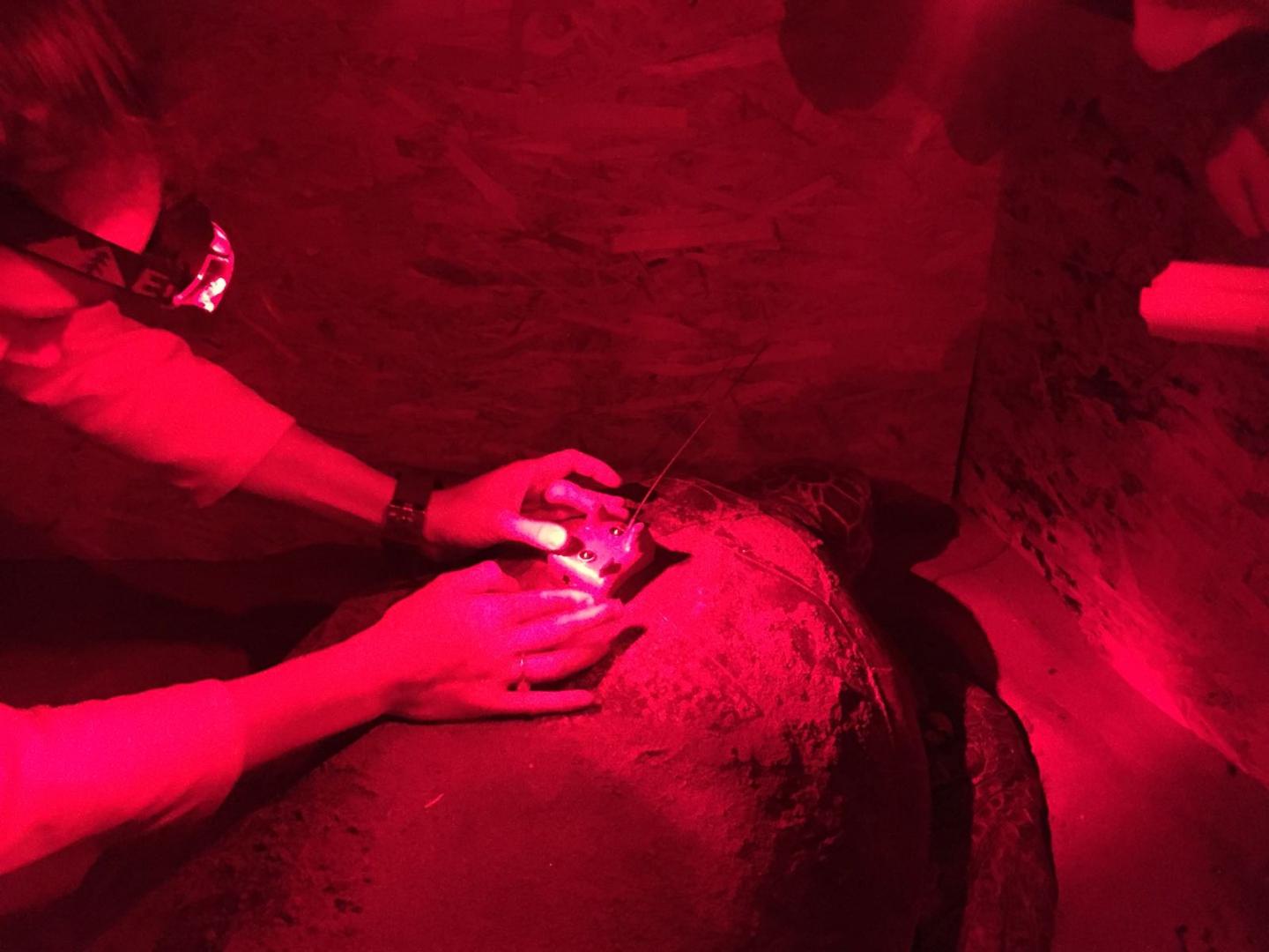 Tagging a Loggerhead Turtle