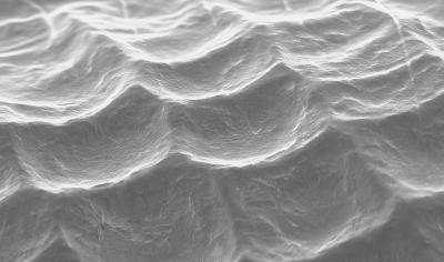 Scanning Electron Micrograph