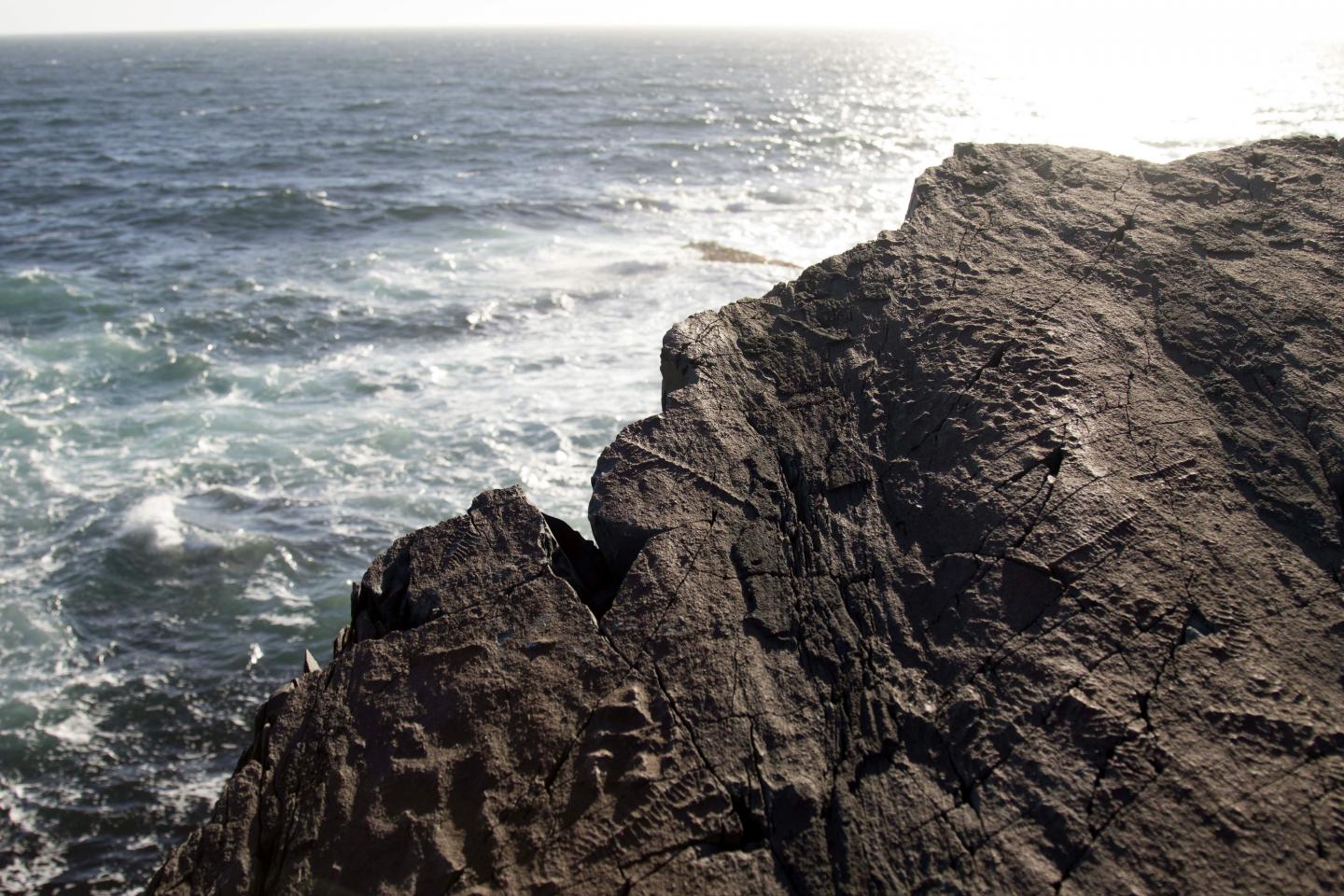 Mistaken Point, Newfoundland