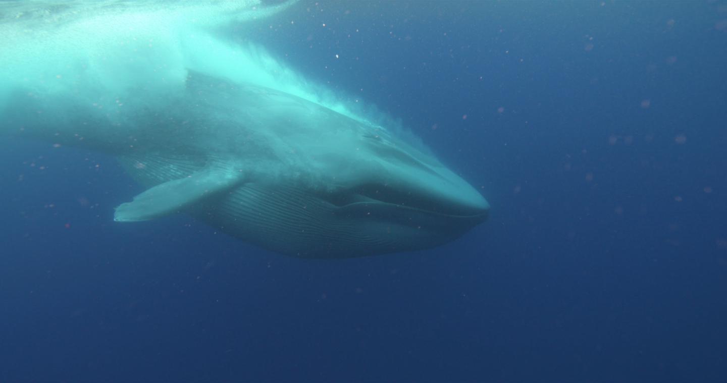Blue Whale Feeding 2