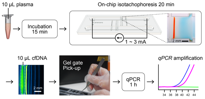 Extraction of cell-free DNA from human plasma