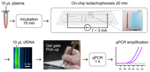 Extraction of cell-free DNA from human plasma