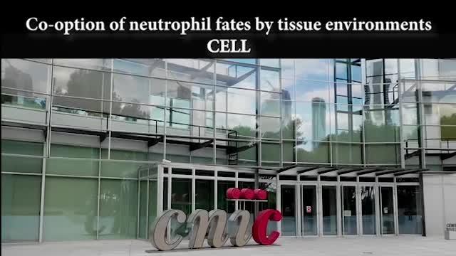 The Unexpected Repair Function of Neutrophils